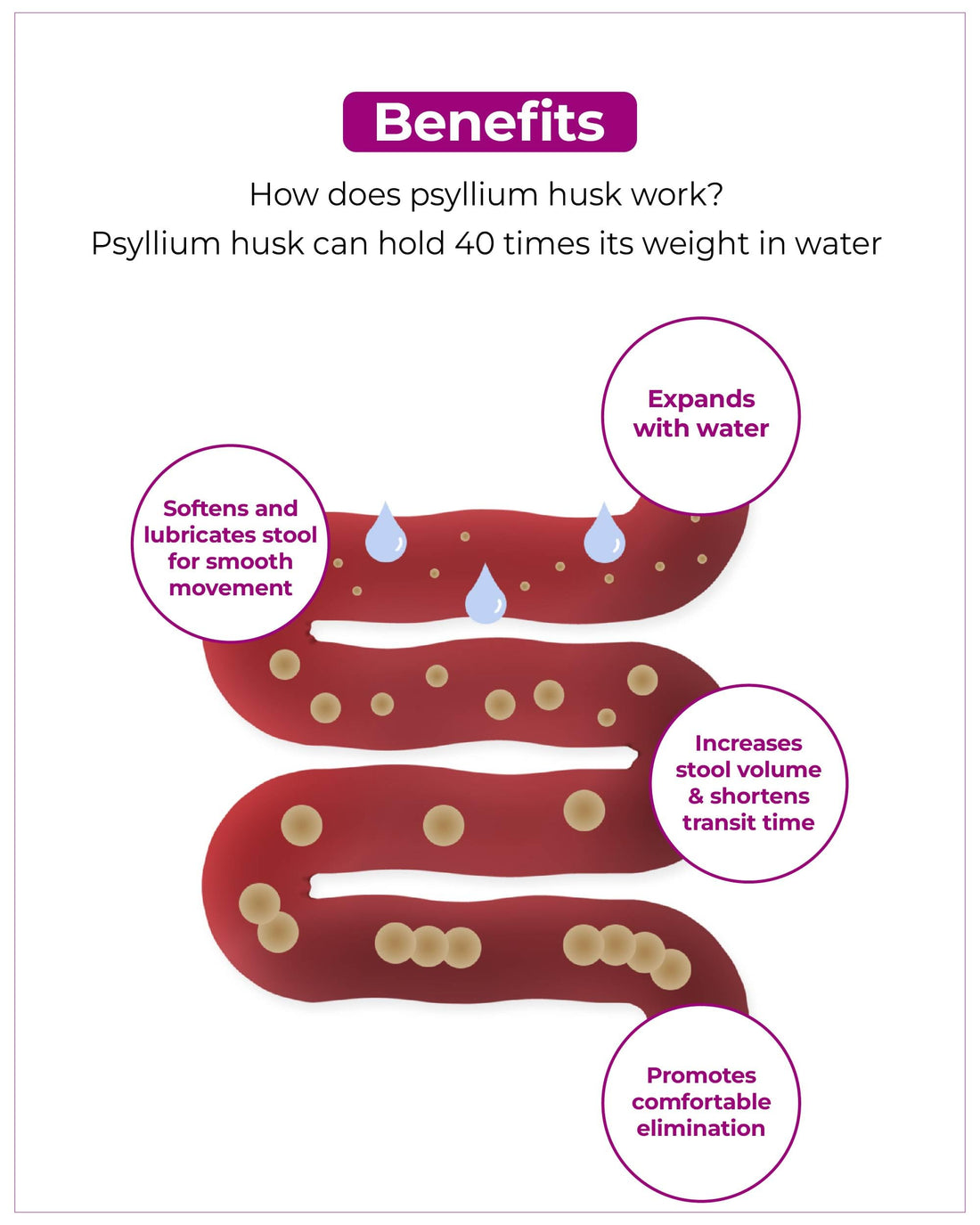 Psyllium Huskology